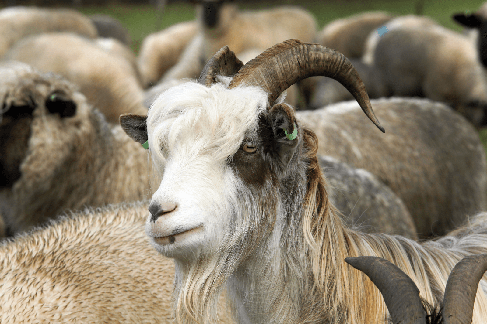 <em>Foto: Henk Riswick</em>
