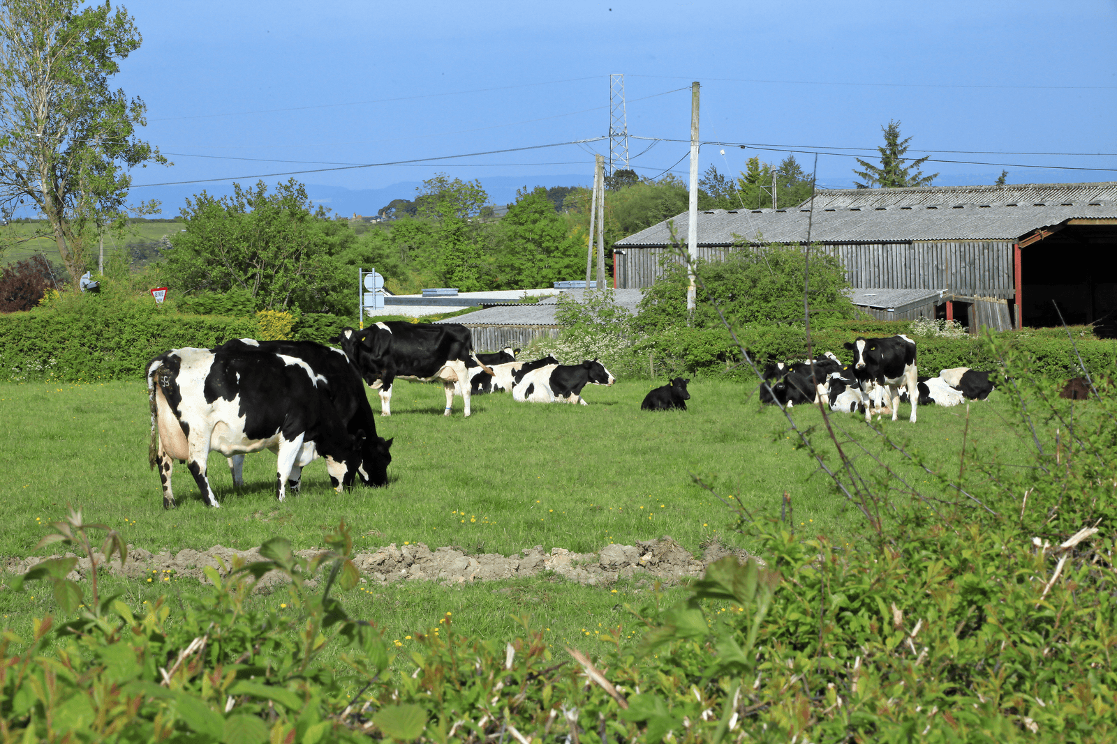 Ook voor Britse melkveehouders heeft de Europese Unie een meerwaarde, denkt LTO Nederland.</p> <p><em>Foto: Henk Riswick</em>