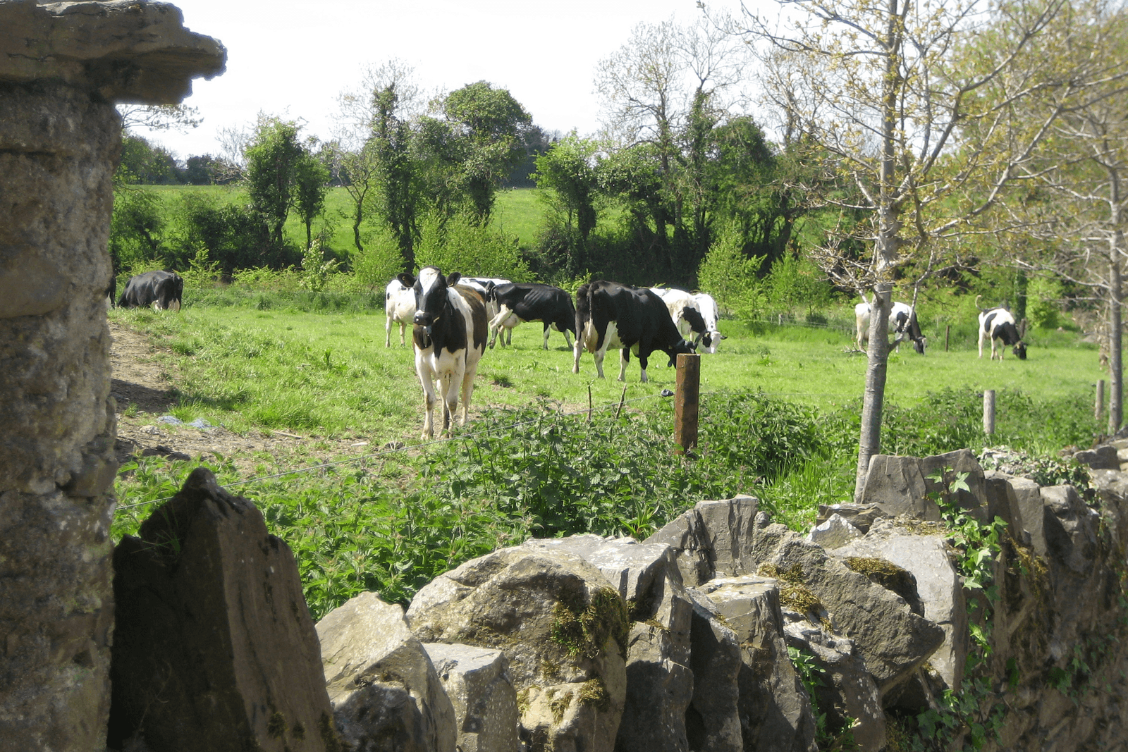 Ierse boeren vrezen Brexit