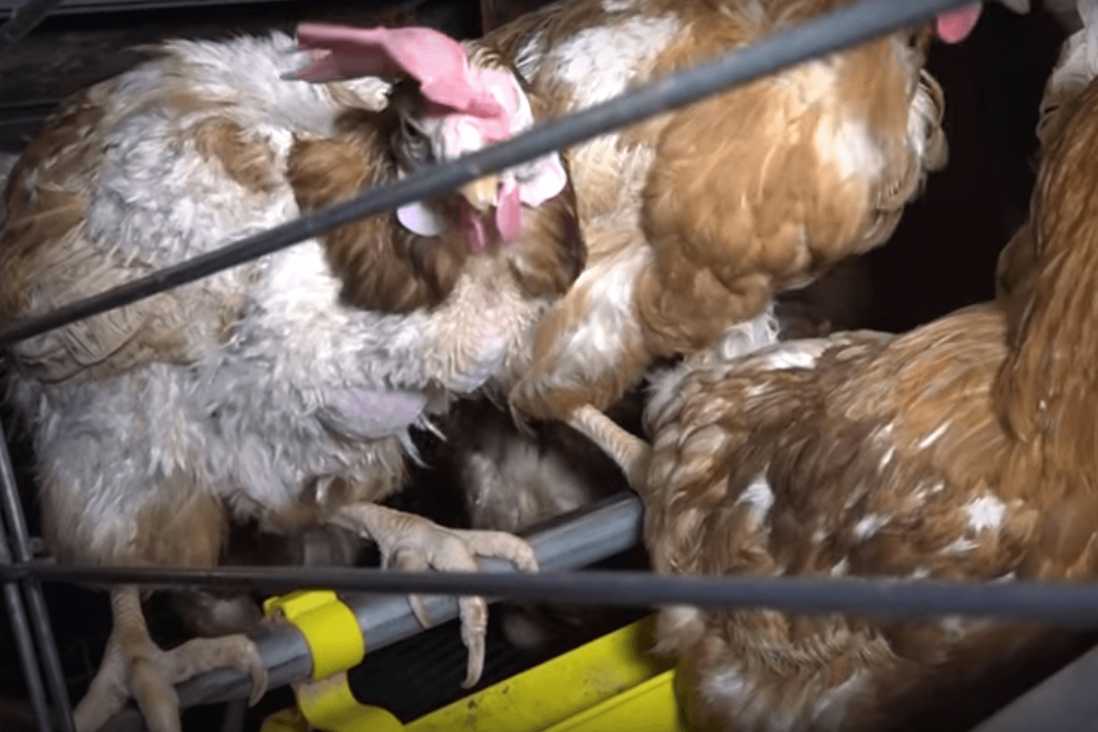 <em>Foto: L214, <a href="http://www.l214.com/enquetes/2016/05/oeuf-poules-pondeuses/">schermopname van video</a></em>