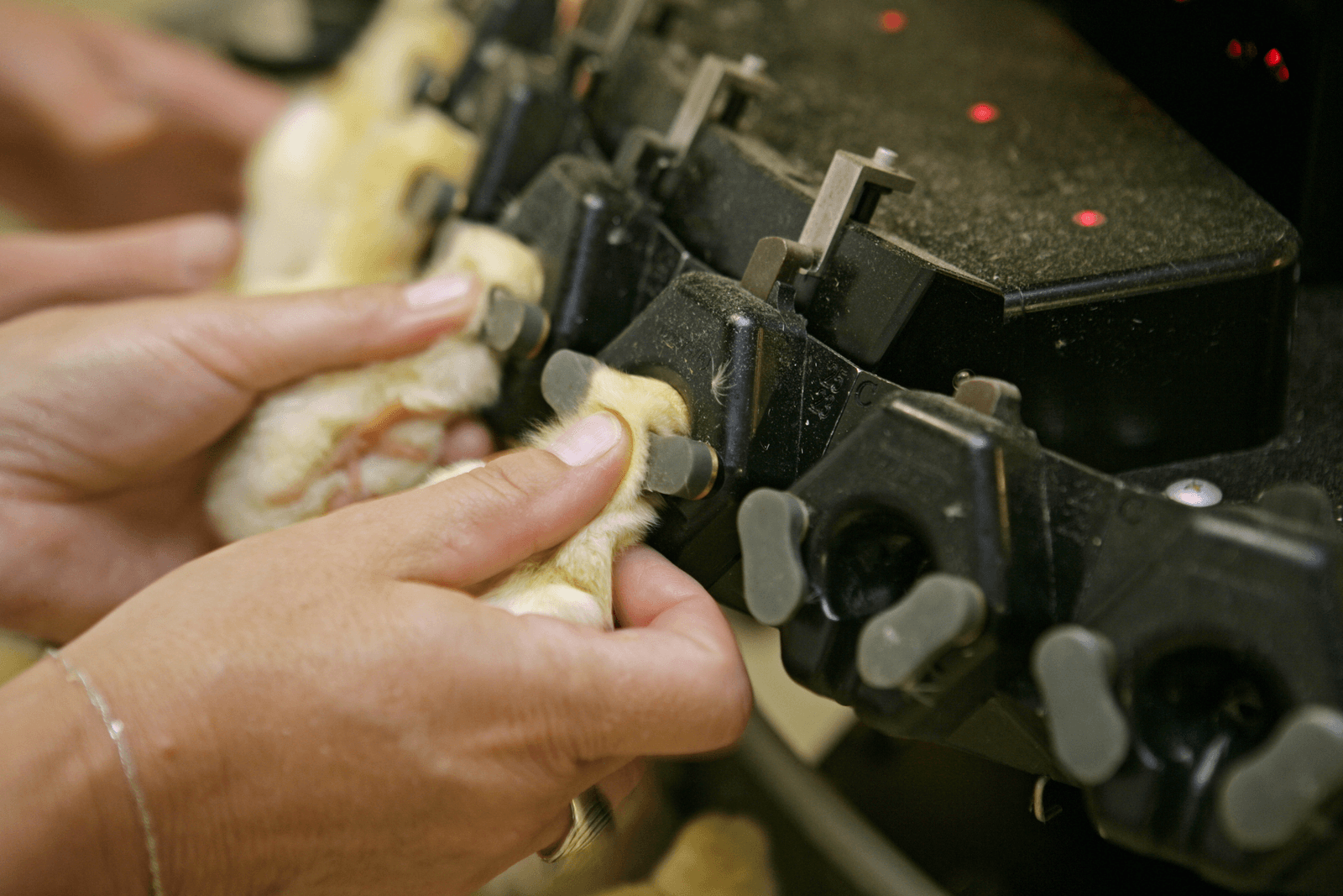 Infraroodsnavelbehandeling is een diervriendelijke methode om snavels van leghennen minder scherp te maken.</p> <p><em>Foto: Jan Willem Schouten</em>