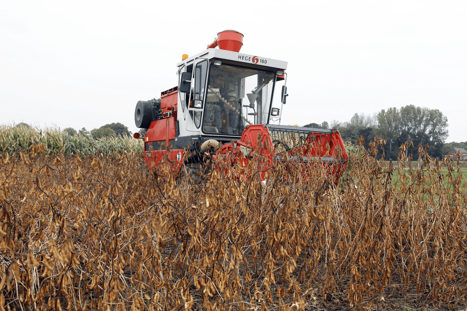 Sojaproefveld in Nederland.<br /><em>Foto: Koos van der Spek </em>