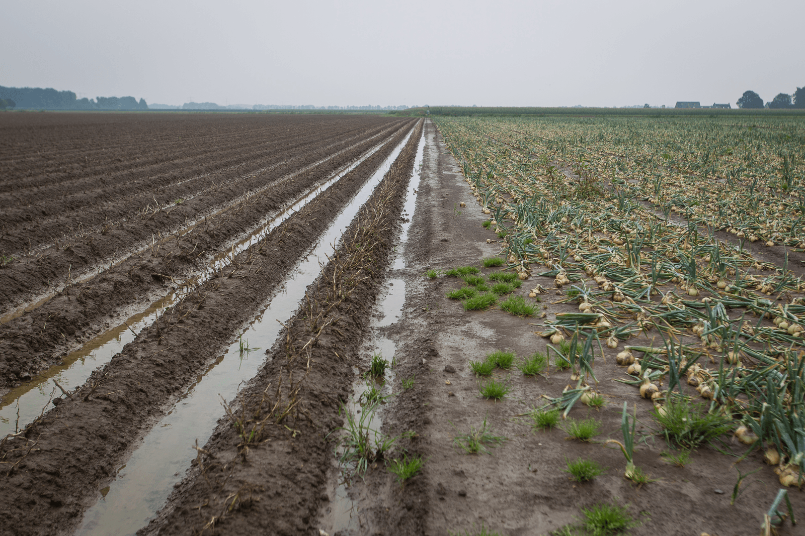 <em>Foto: Peter Roek</em>
