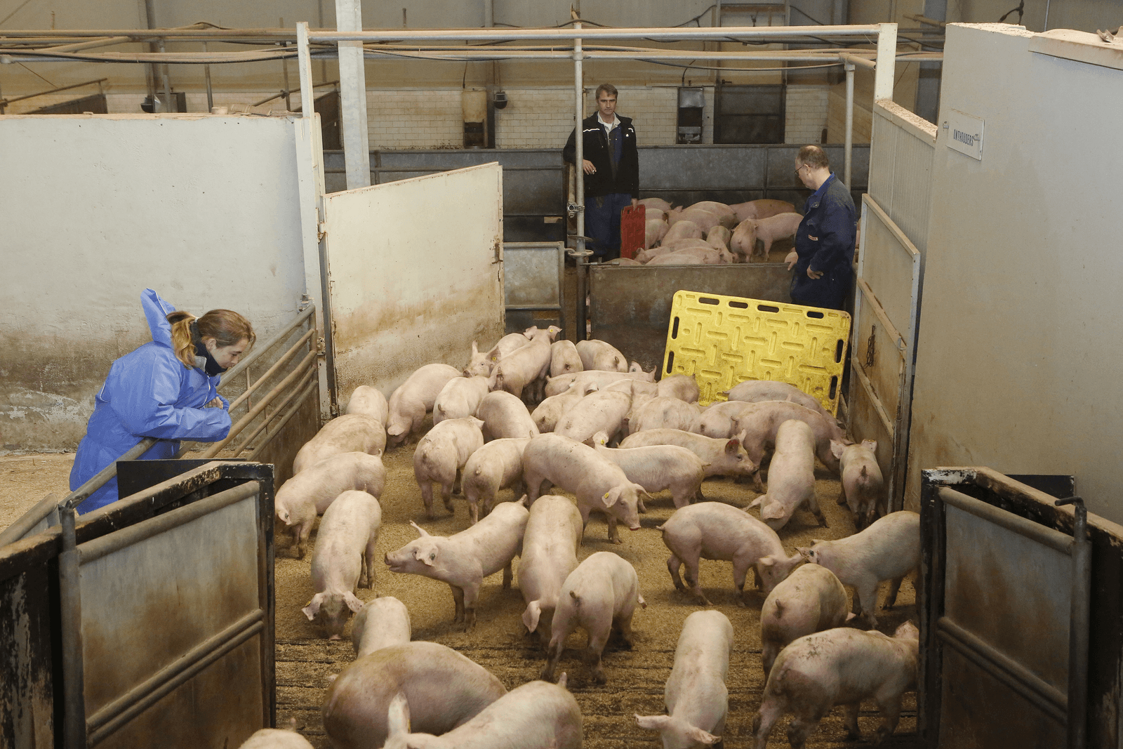 Door het grote aanbod van biggen staat veel zeugenhouders het water tot aan de lippen.<br /><em>Foto: Henk Riswick</em>