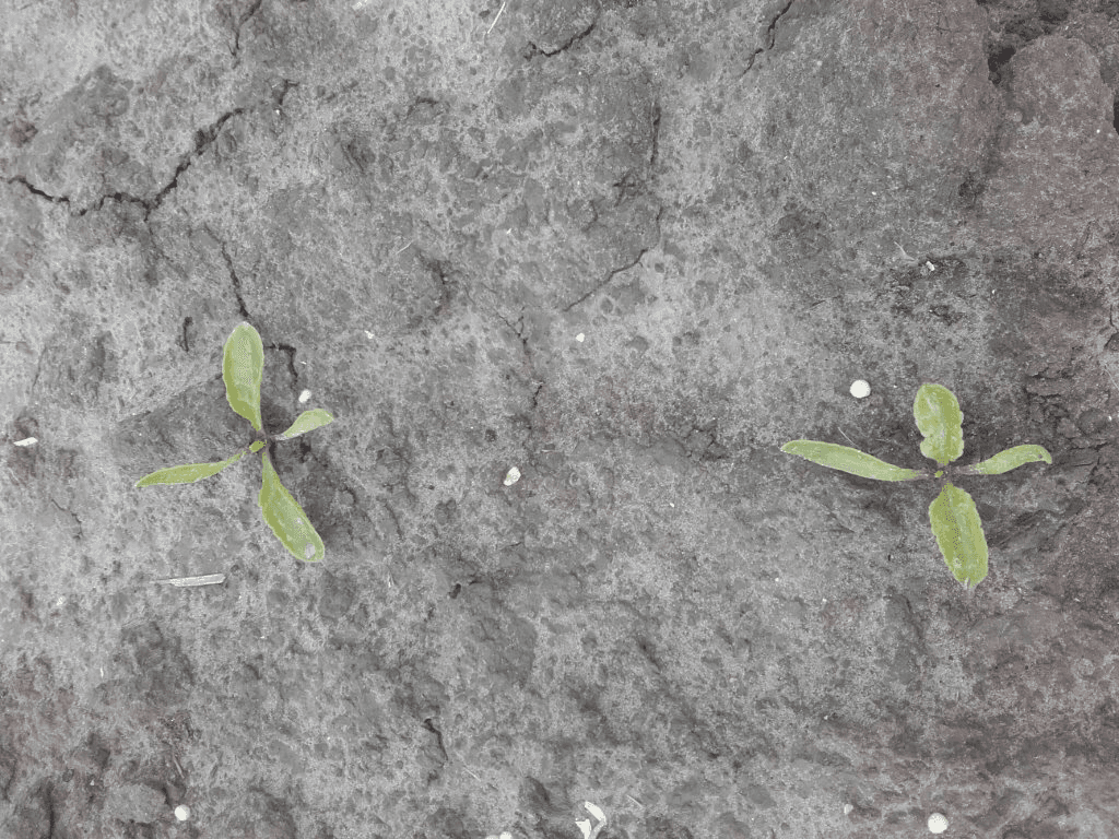 De eerste gezaaide bieten zijn al mooie plantjes geworden. Echter, nog niet alle bietentelers hebben kunnen zaaien.<br /><em>Foto: Suiker Unie</em>