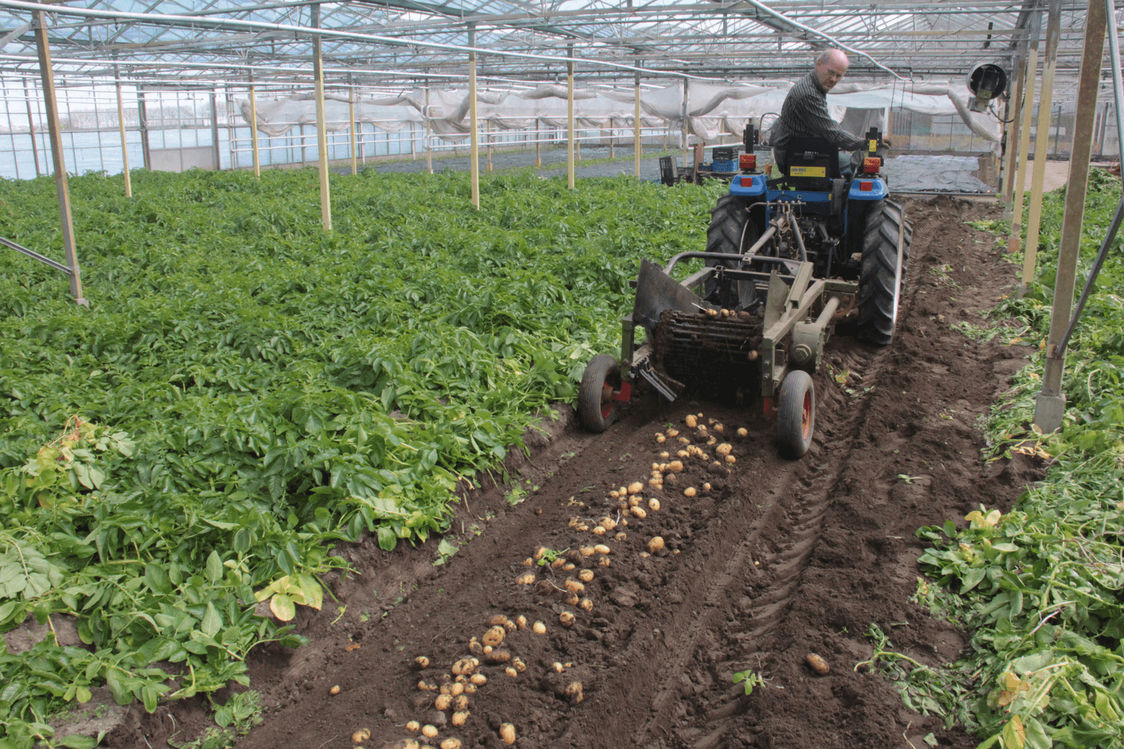 Eerste aardappelen alweer geoogst