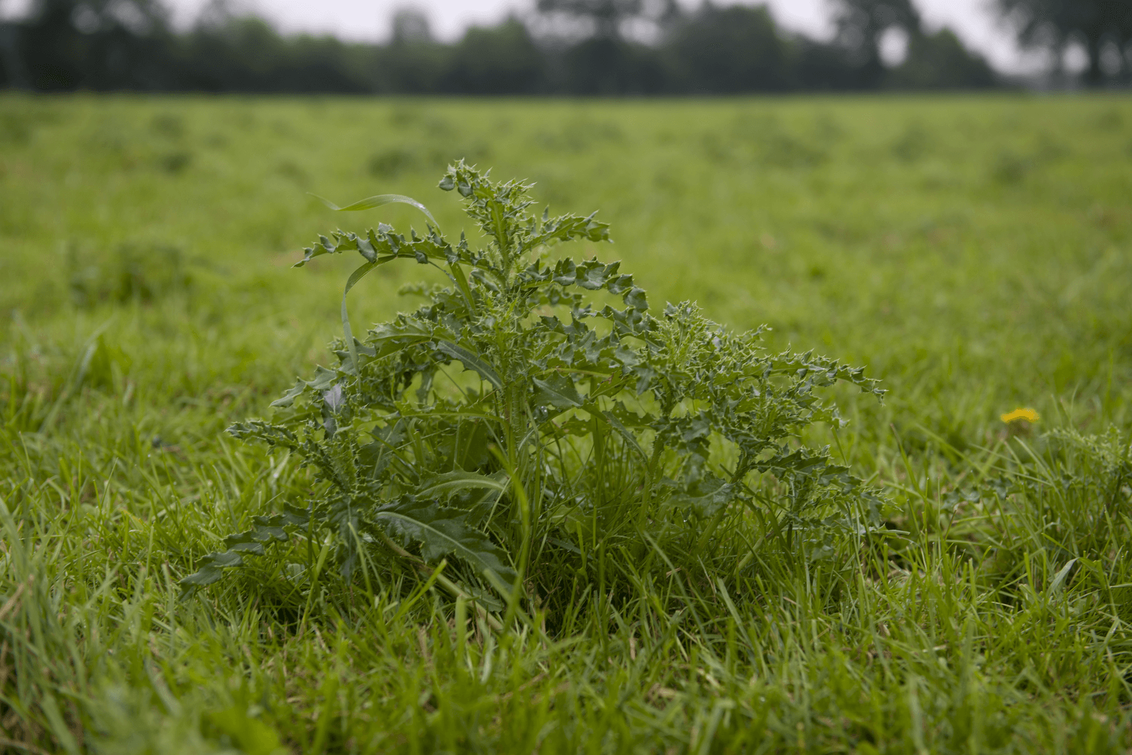 Distel in grasland. 'Distels maaien is distels zaaien', zo luidt een van de boerengezegden waarover columnist Rinus Vermuë schrijft.<em><br />Foto: Mark Pasveer</em>
