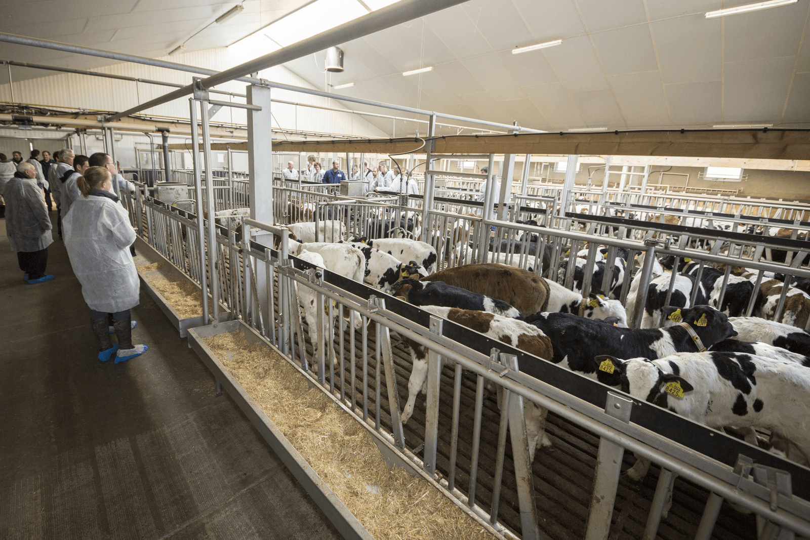 Vleeskalverproefbedrijf van de Van Drie Group.<br /><em>Foto: Koos Groenewold</em>