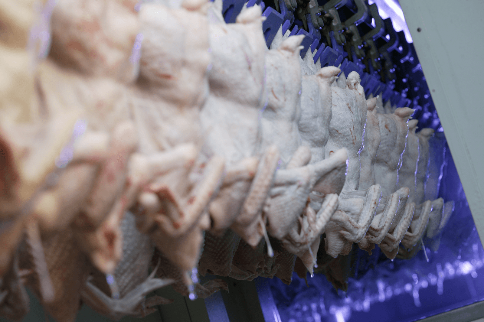 Verwijderen nekvel ondermijnt testen op campylobacter