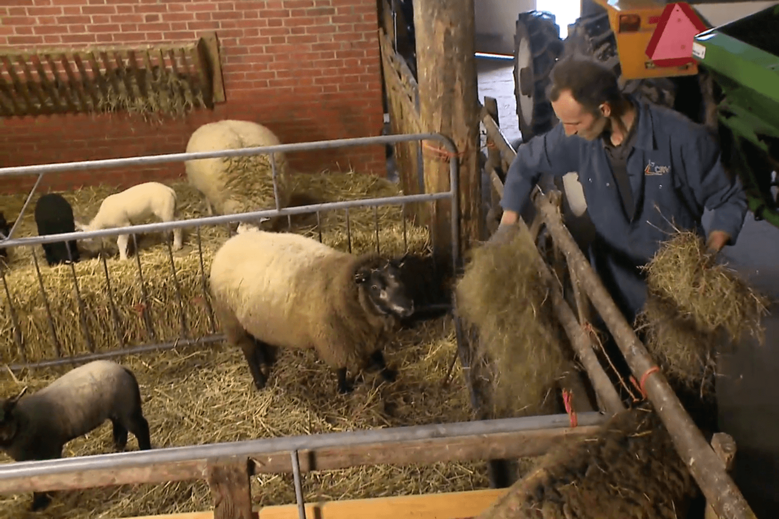 Meeste boeren werken ook op zondag