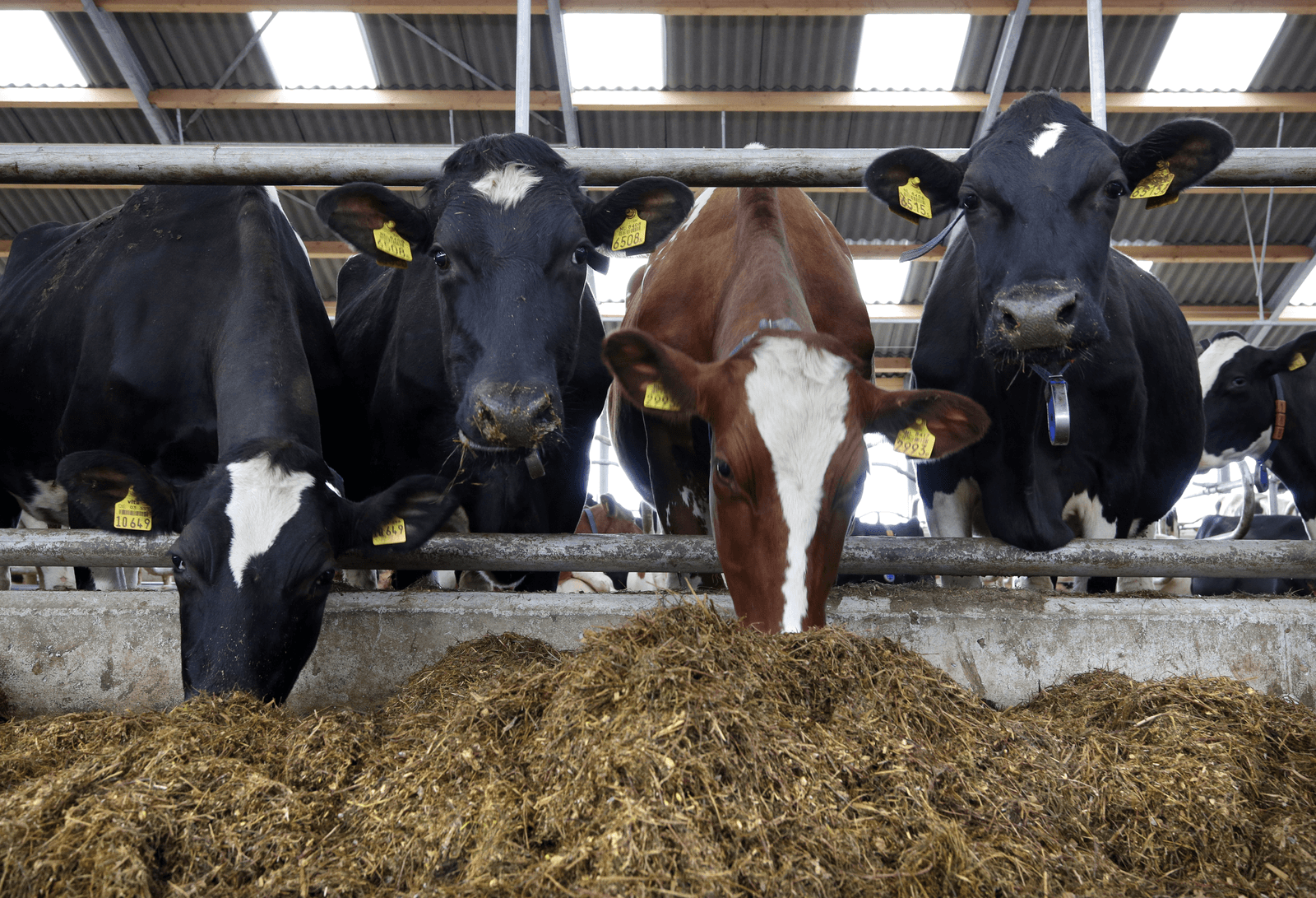 De snel gegroeide broeikasgas-uitstoot van de (ook snel gegroeide) melkveestapel moet worden teruggedrongen.</p> <p><em>Foto: Ruud Ploeg</em>