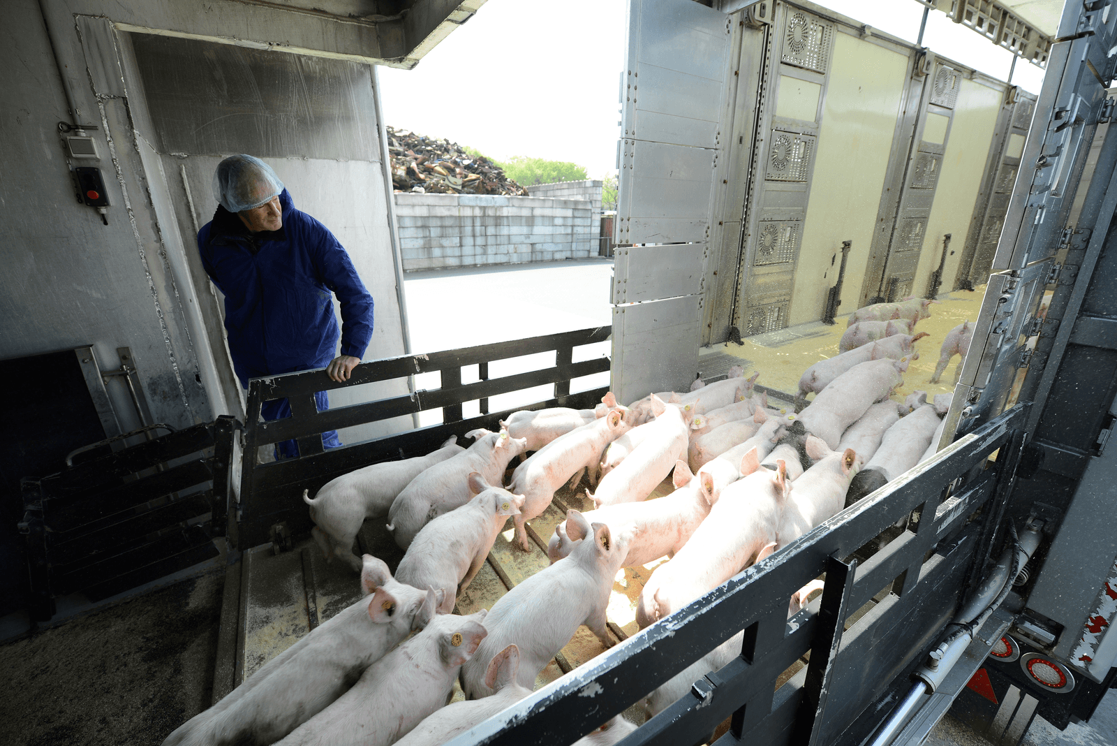 Klepkeuring van biggen. De NVWA wil de tarieven fors verhogen. De sector is laaiend.<br /><em>Foto: Bert Jansen</em>