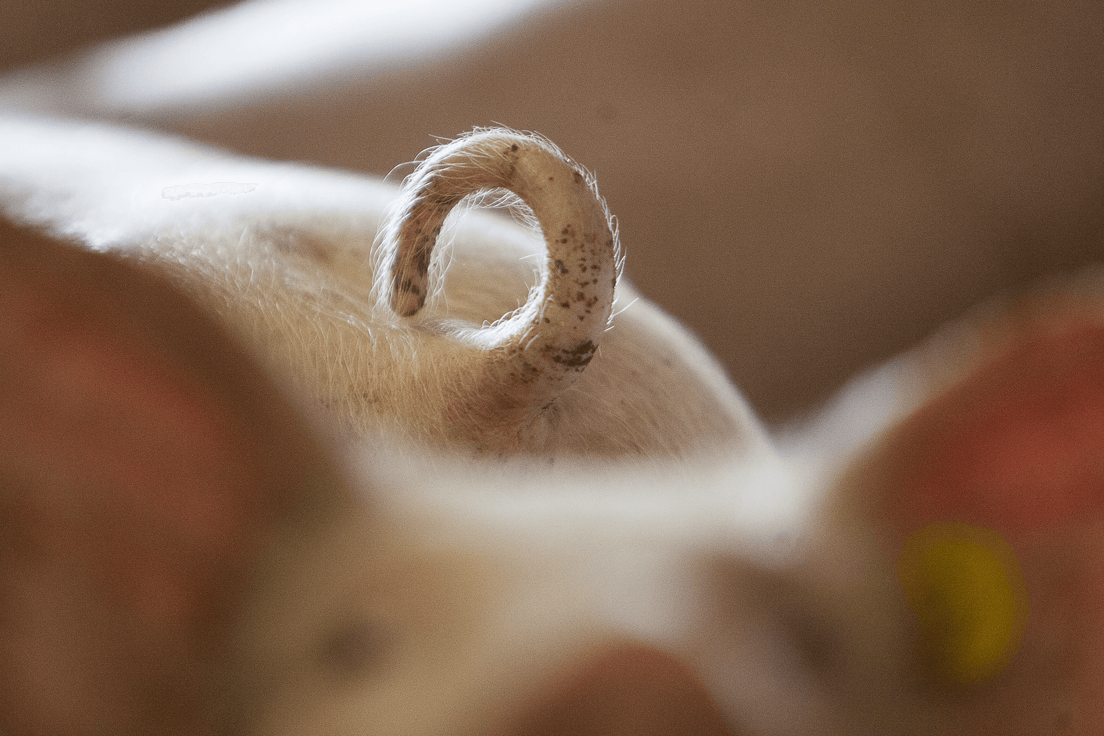 Intacte biggenstaart. <em><br />Foto: Ronald Hissink</em>