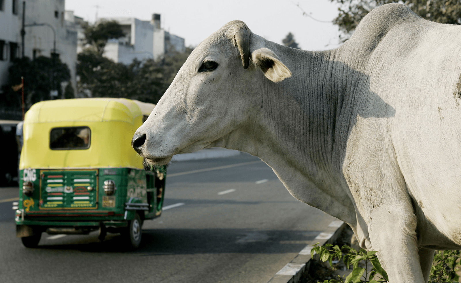 Een heilige koe in Delhi, India.</p> <p><em>Foto: ANP/Koen Suyk</em>