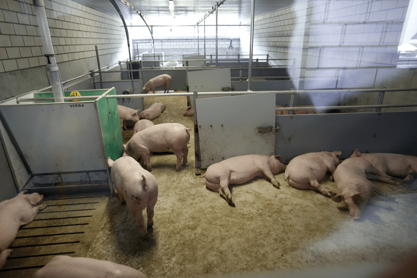 KDV introduceert binnenkort gegarandeerd vlees van antibioticavrije varkens.<br /><em>Foto: Bert Jansen</em>