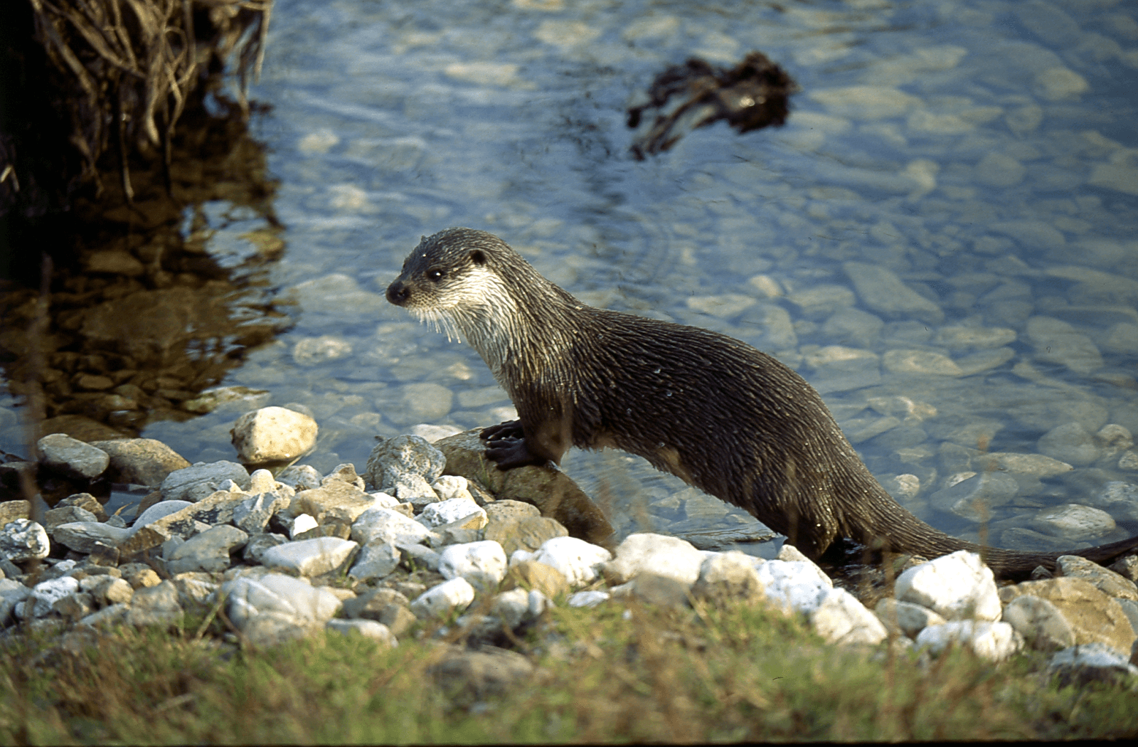 Otter aan de waterkant.<em> <br />Foto: Rinus de Hilster</em>