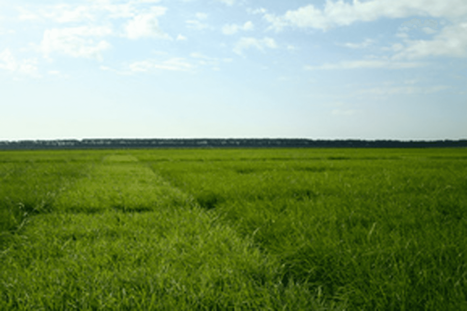 <em>Foto: Barenbrug</em>