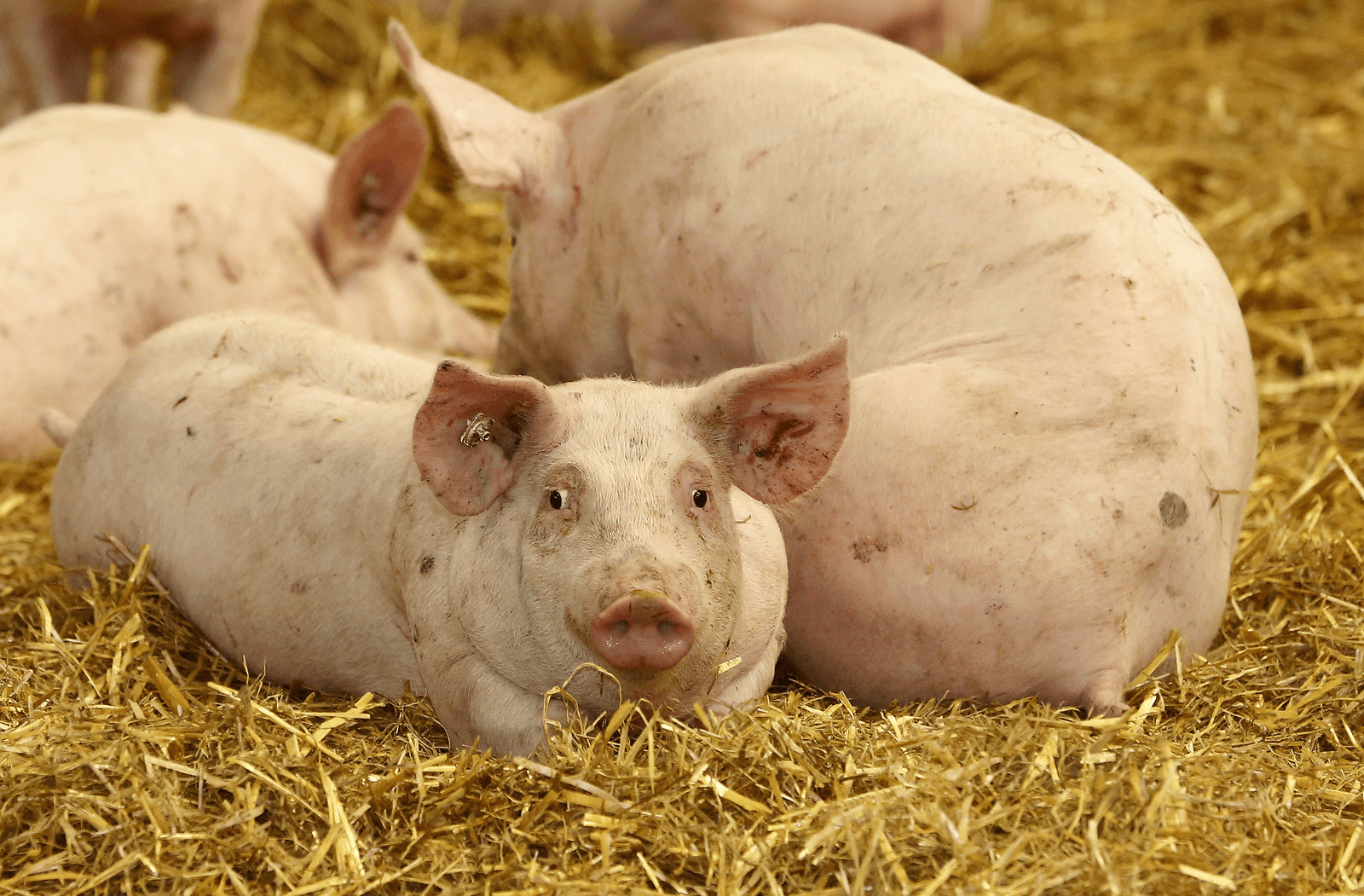 Veel varkenshouders willen deelnemen aan Initiatieve Tierwohl. Boeren en supermarkten ruziën wie schuldig is aan de lange wachtlijst.<br /><em>Foto: Henk Riswick</em>