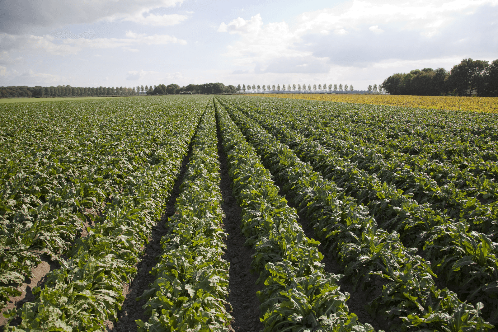 <em>Foto: Jan Willem Schouten</em>