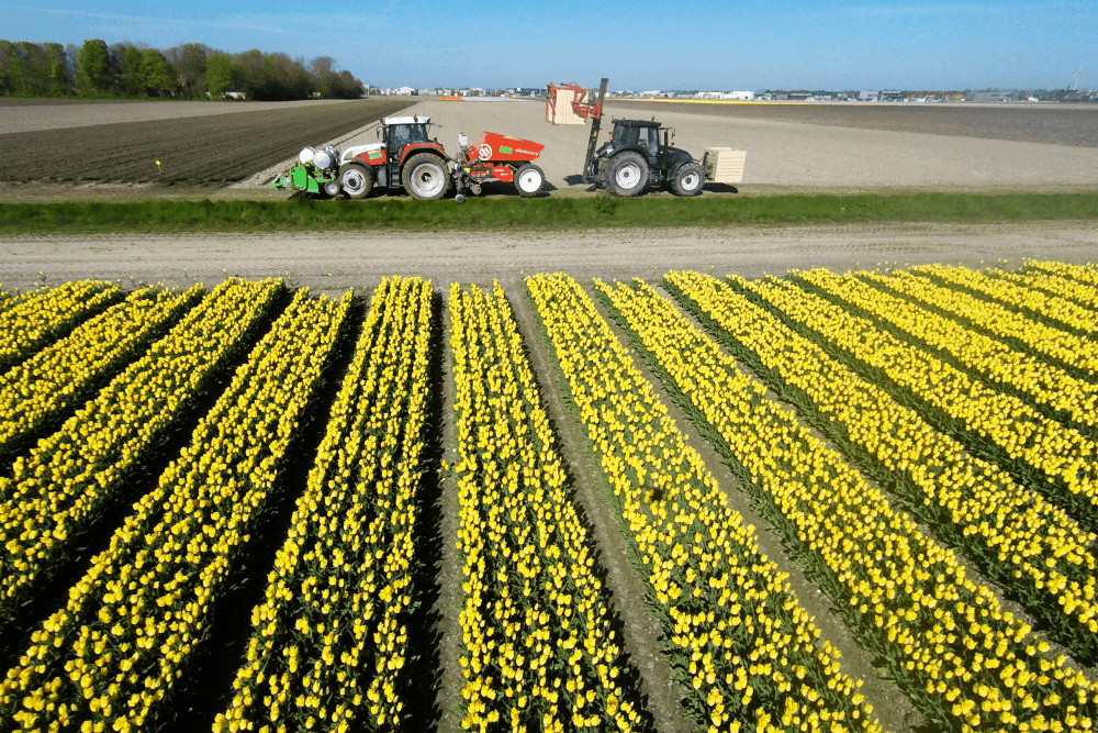Flevolandse telers zaaien en poten waar ze kunnen