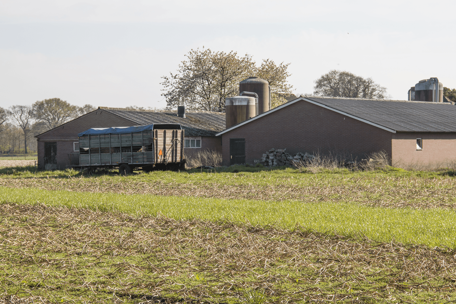 Een drama heeft zich afgespeeld in Ruurlo. op een varkenshouderijbedrijf zijn 400 dode varkens gevonden. De veehouder zat waarschijnlijk in financiële nood. De NVWA stelt een onderzoek in naar de toedracht.</p> <p><em>Foto: GinoPress bv</em>