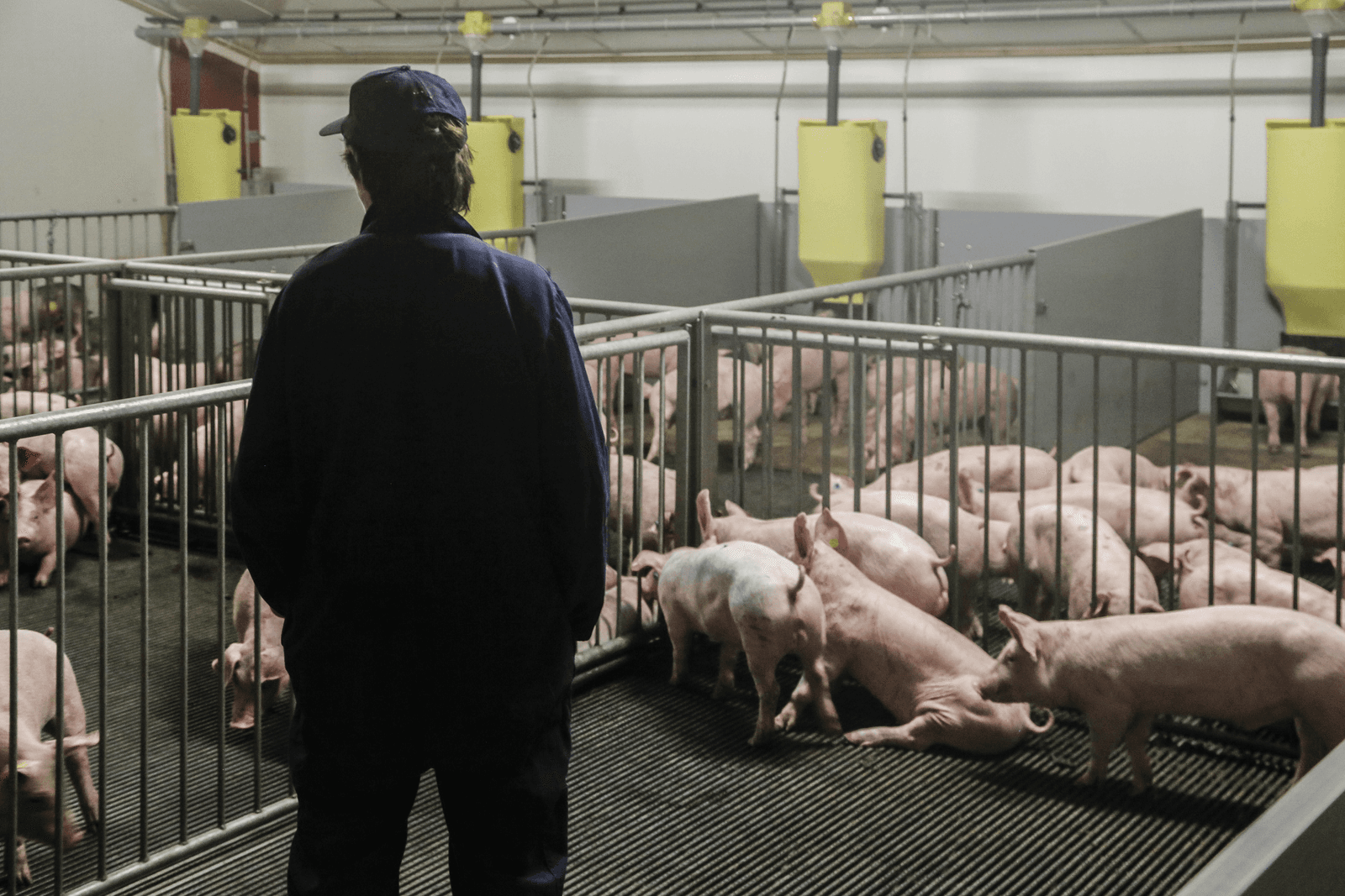 Varkenshouders maken zich zorgen over hun toekomst.<br /><em>Foto: Jan Willem van Vliet</em>