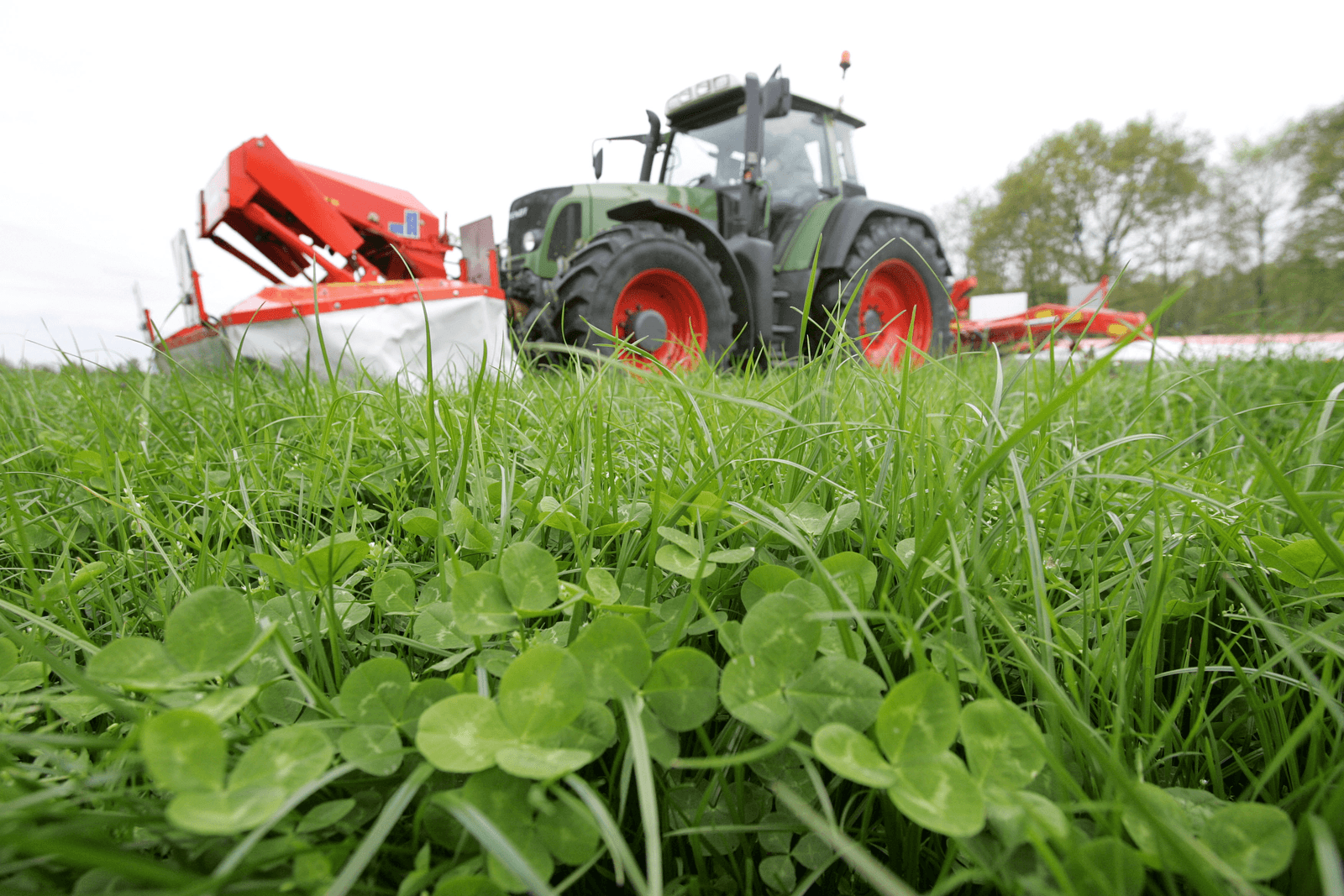Met de maaihoogte is het klaveraandeel in de zode te beïnvloeden.<br /><em>Foto: Bert Jansen</em>