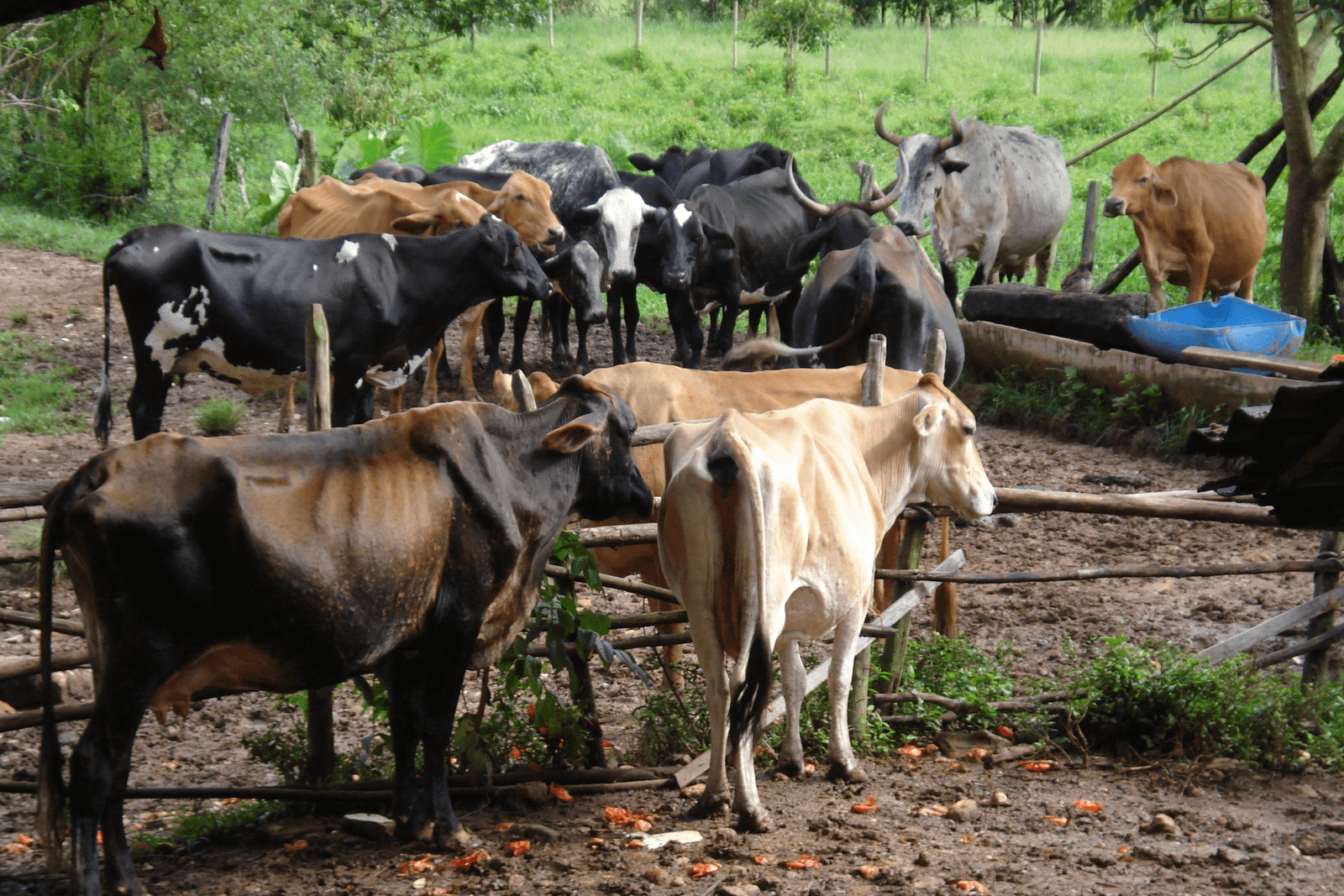 De Braziliaanse melkveehouderij is kleinschalig en maakt gebruik van lokale rassen. De gemiddelde melkleverantie van de professionele veehouders is ongeveer 94.000 kilo per bedrijf per jaar.<br /><em>Foto: Jos van de Vooren</em>