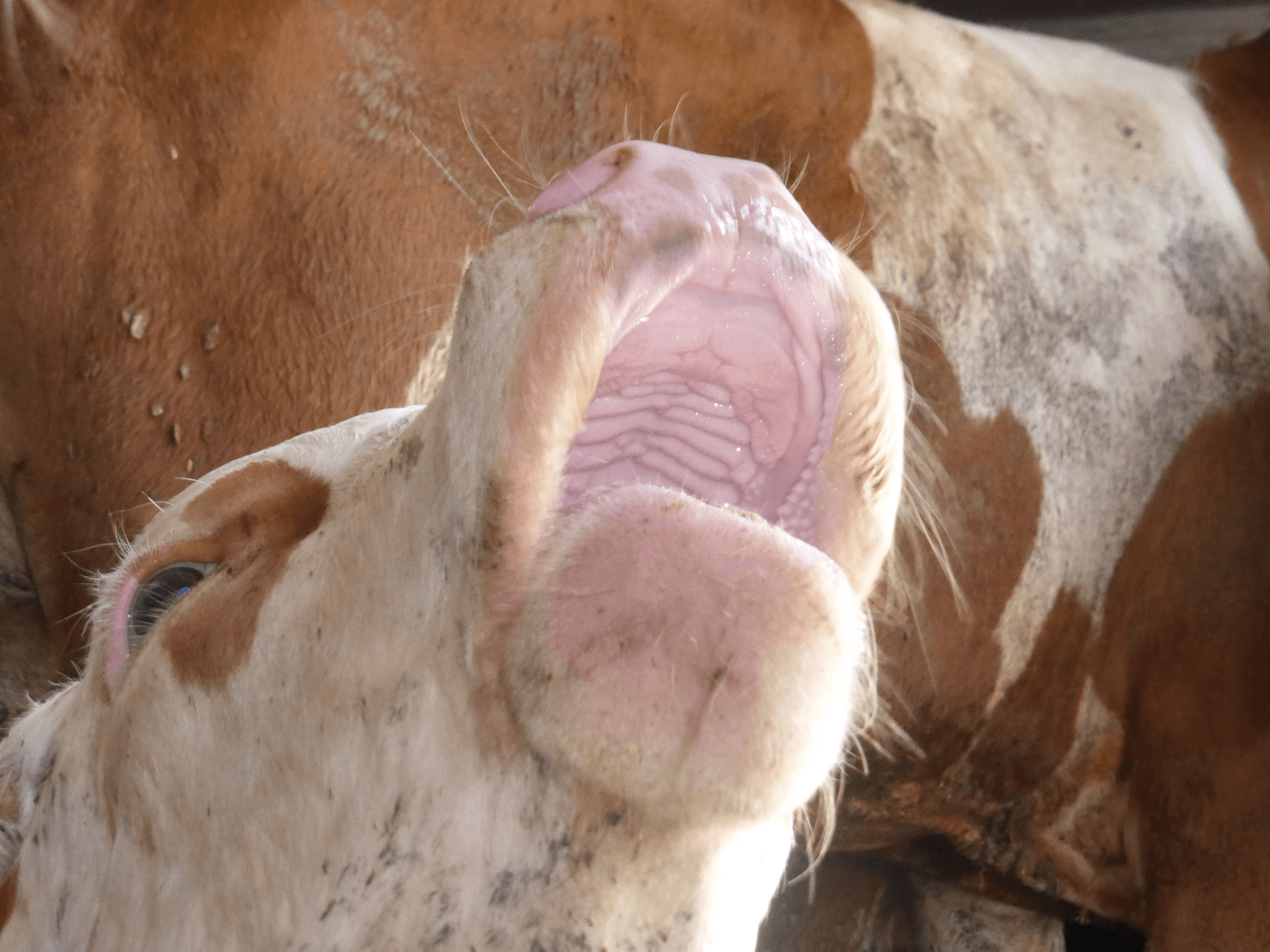 <em>Foto: Eyes on Animals, AWF