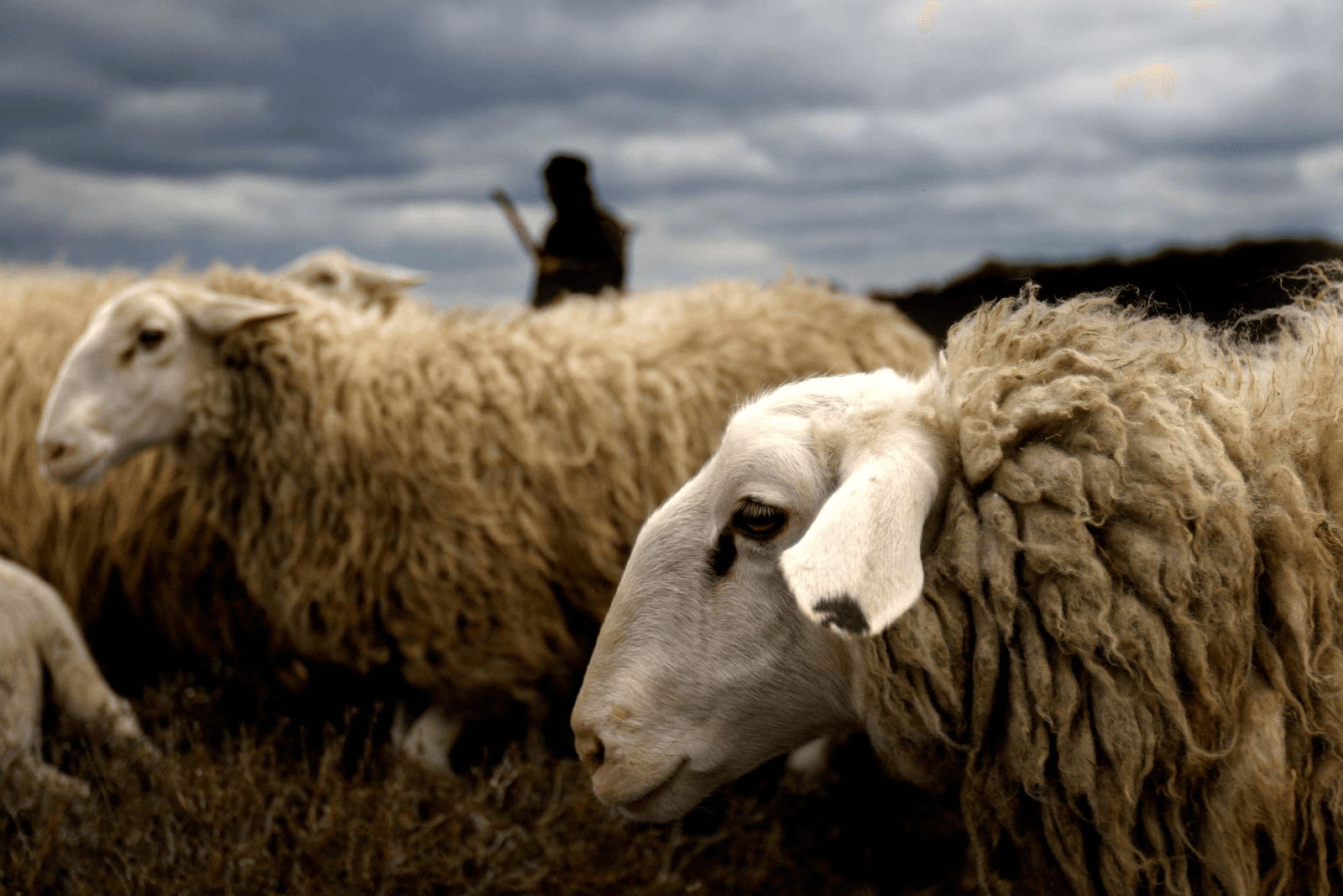 <em>Foto: ANP</em>