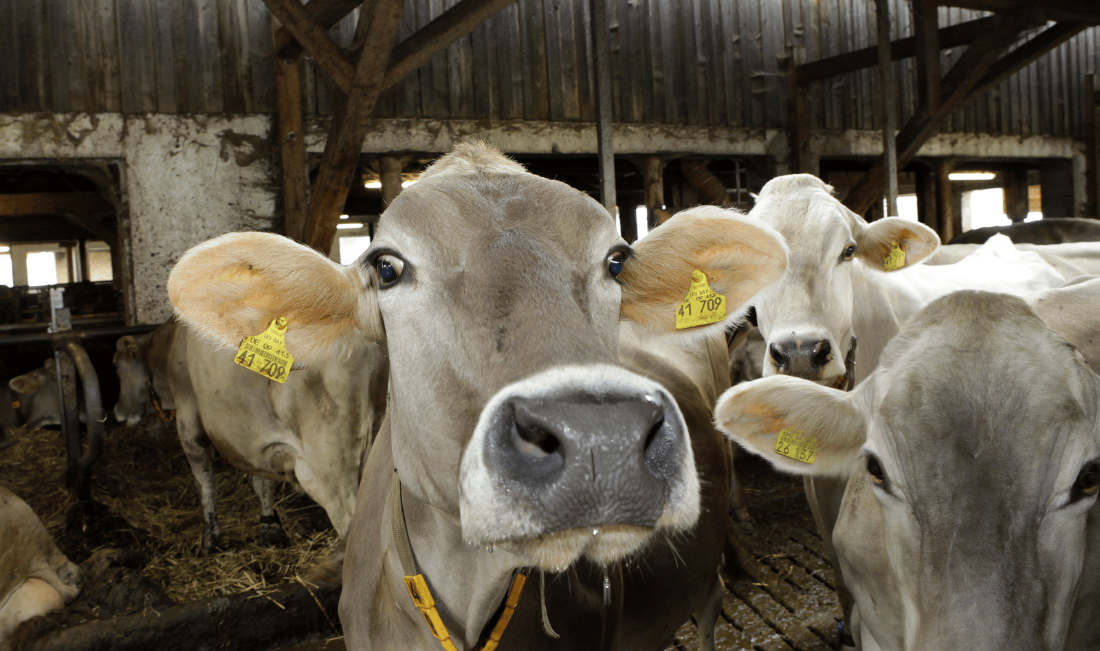 Goedkope Duitse melkkoeien zijn maar om één reden goedkoop; in Duitsland moeten melkveehouders deze dieren afvoeren na positieve IBR-tests.</p> <p><em>Foto: Henk Riswick</em>