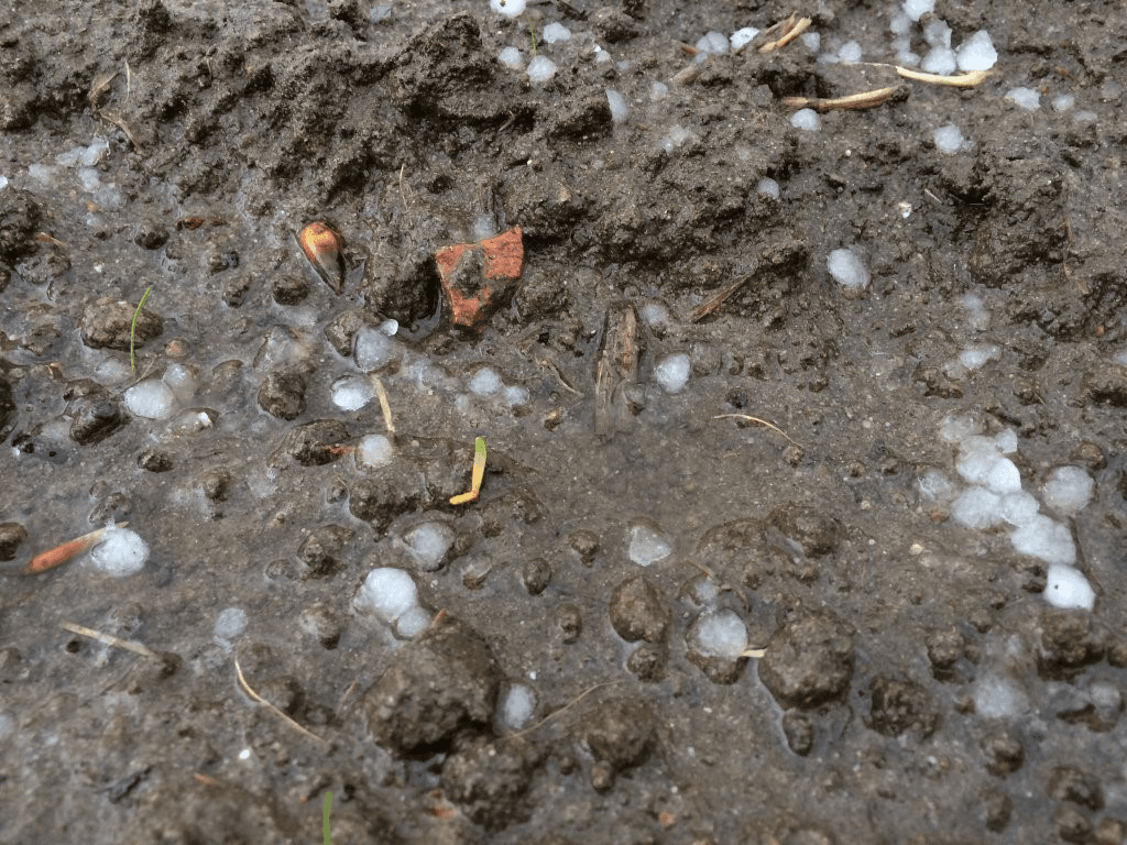 Ook jonge bietenplantjes zijn door hagel getroffen.</p> <p><em>Foto: Maarten van Erp</em>