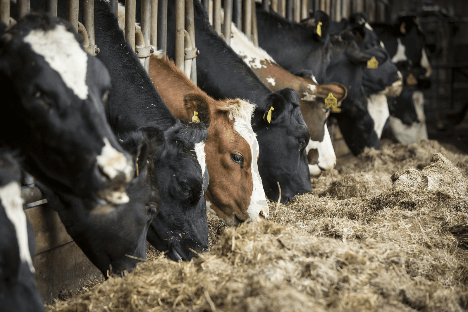 Melkprijs van 15 cent voor leveranciers Wiegert