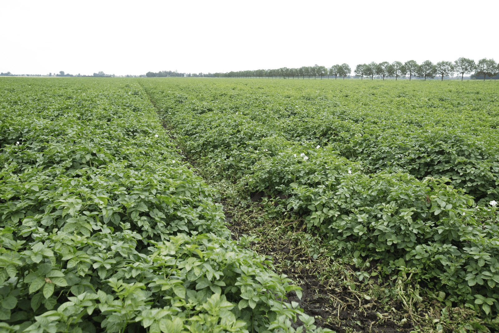 Aardappelperceel in de Veenkoloniën.<br /><em>Foto: Jan Willem Schouten </em>