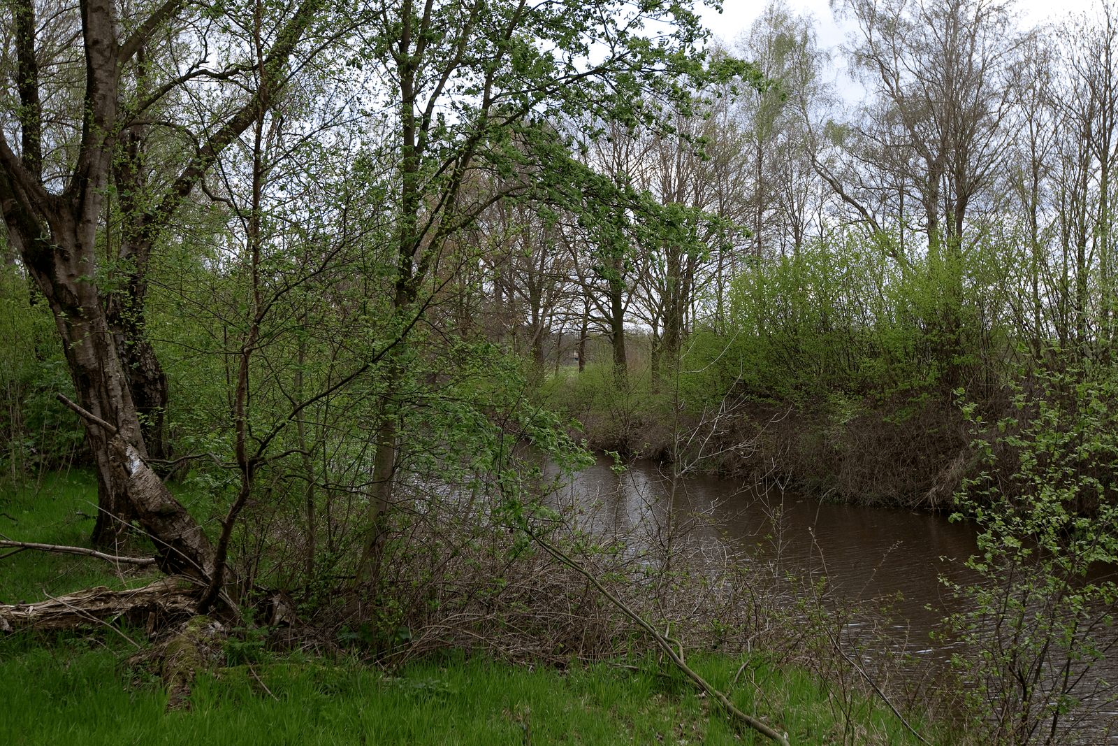 Natuurgebied Engbertsdijksvenen in Overijssel.</p> <p><em>Foto: Ronald Hissink</em>