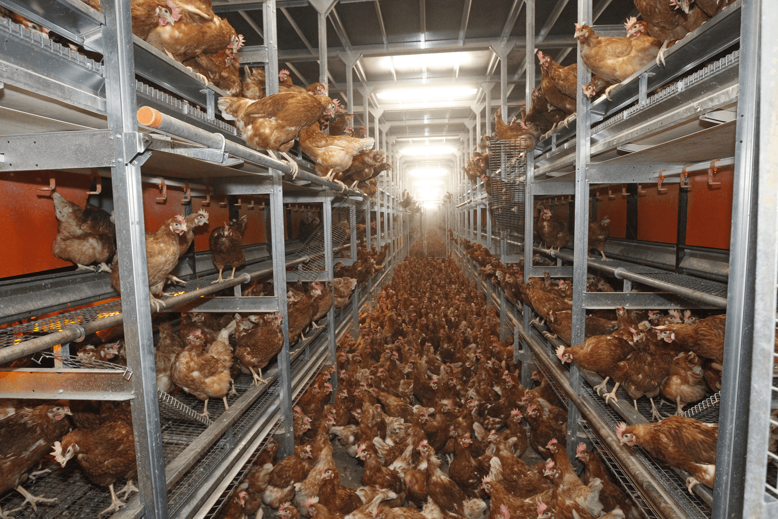 Kippen lopen letsel aan het borstbeen op bij het navigeren door een volièresysteem.<br /><em>Foto: Bert Jansen</em>