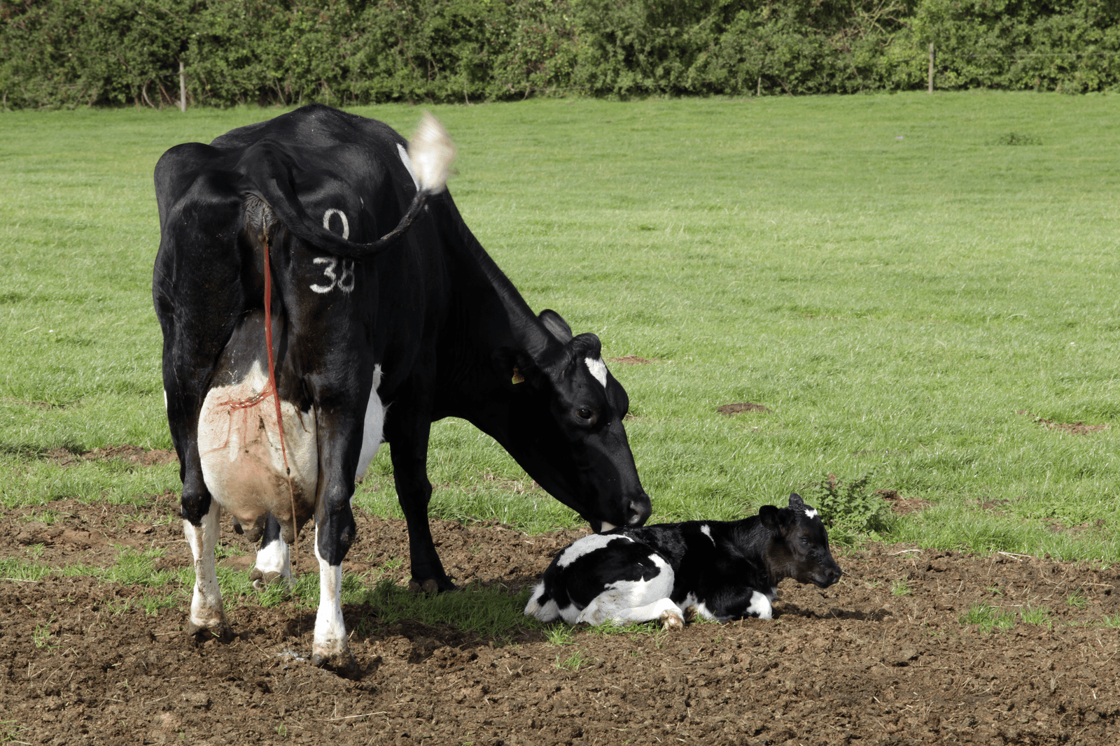 Driekwart van de veehouders vindt kalf bij koe geen goed idee, maar 12% wil wel nadenken over wat maatschappelijk acceptabel is.</p> <p><em>Foto: Henk Riswick</em>