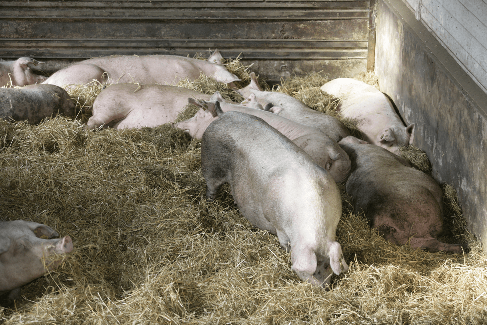 De Staatkundig Gereformeerde Partij (SGP) is voorstander van een langjarig akkoord tussen landbouw en overheid, zodat boeren niet onderhevig zijn aan een 'grillige overheid'. 'Wij willen een duurzame overheid met goede aandacht voor dierenwelzijn. Maar daar hoort wel een goede prijs bij'.<br /><em>Foto: Jan Willem Schouten</em>