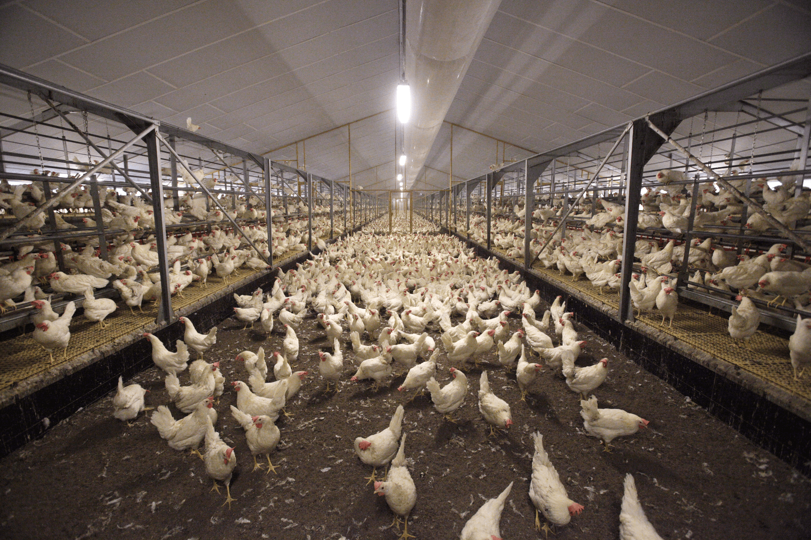 Dwangsom dreigt voor pluimveehouder zonder luchtwassers