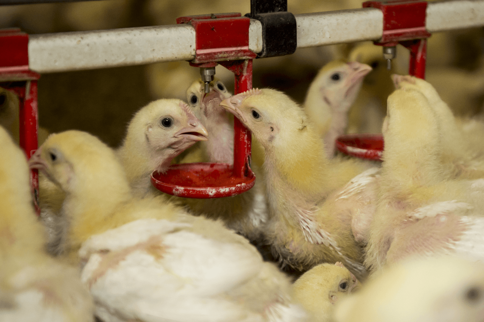 Vleeskuikens drinken water met daarin entstof tegen het virus Gumboro. Dierenartsen en de Gezondheidsdienst voor Dieren (GD) waarschuwen: de pluimveehouderij moet het Gumboro-virus effectiever aanpakken.<br /><em>Foto: Reina de Vries</em>