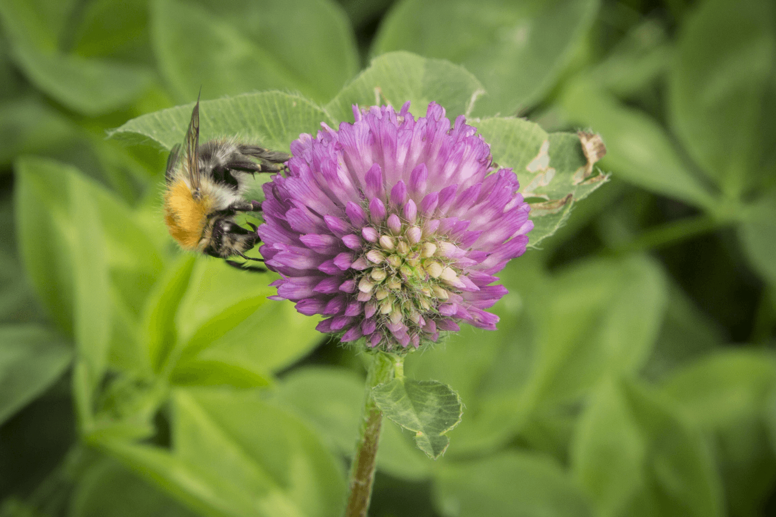 <em>Foto: Koos Groenewold</em>