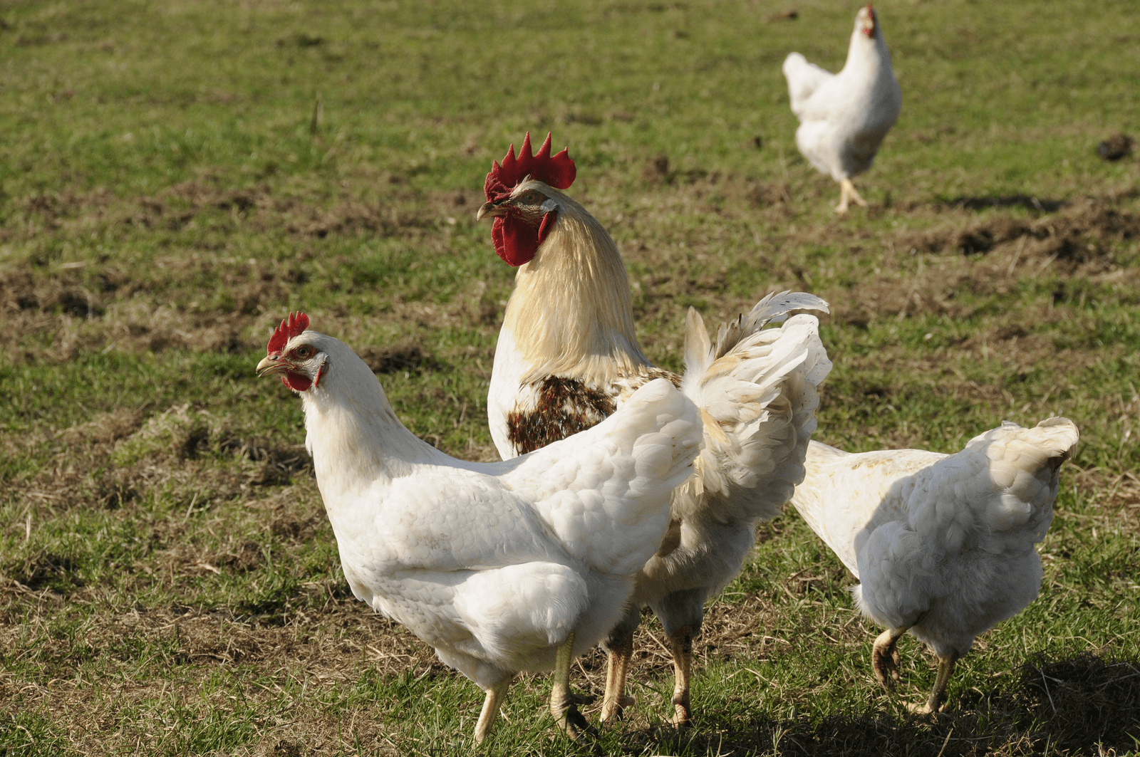 Biologische leghennen (en een haan), in dit geval op een Nederlands bedrijf.<em><br />Foto: Penn Communicatie</em>