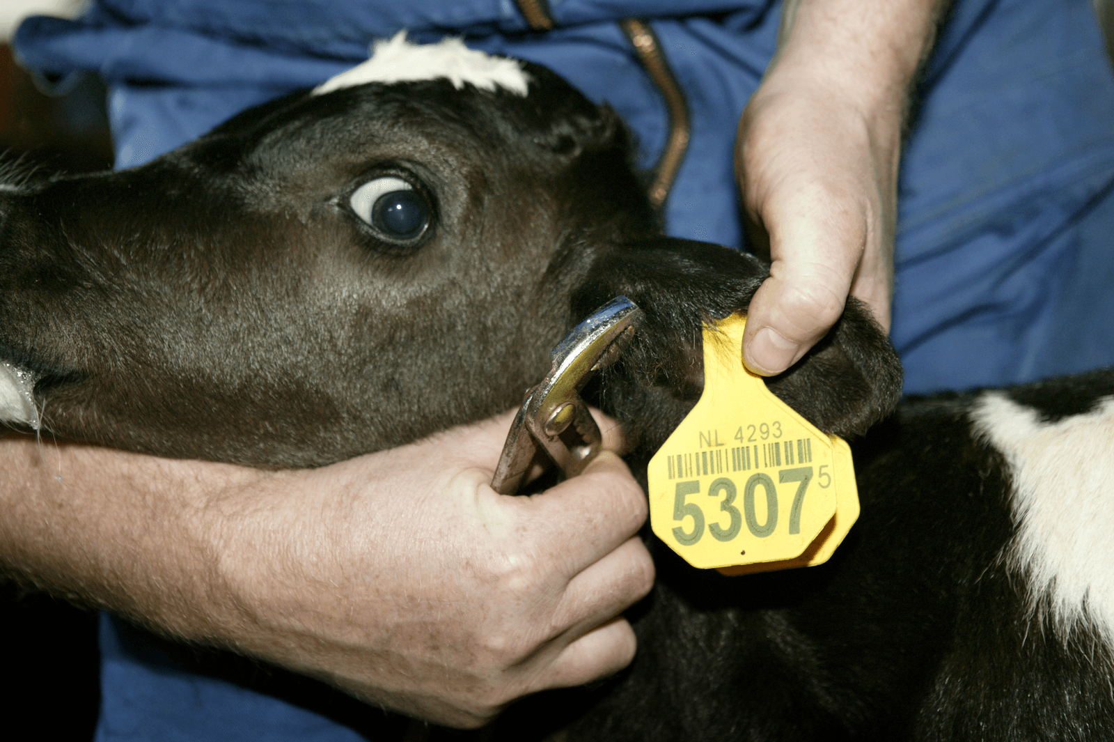 Zwartbont stierkalf dat wordt onderzocht. <br /><em>Foto: Jan Willem Schouten</em>