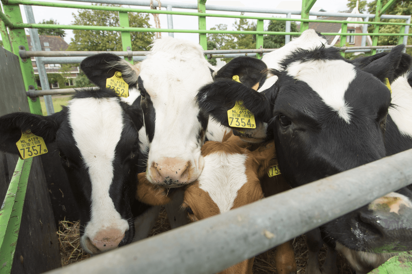Jongvee. De jongveebezetting en de melkproductiestijging per koe zijn belangrijke factoren bij de fosfaatproductie per melkveebedrijf.<em> <br />Foto: Koos Groenewold</em>