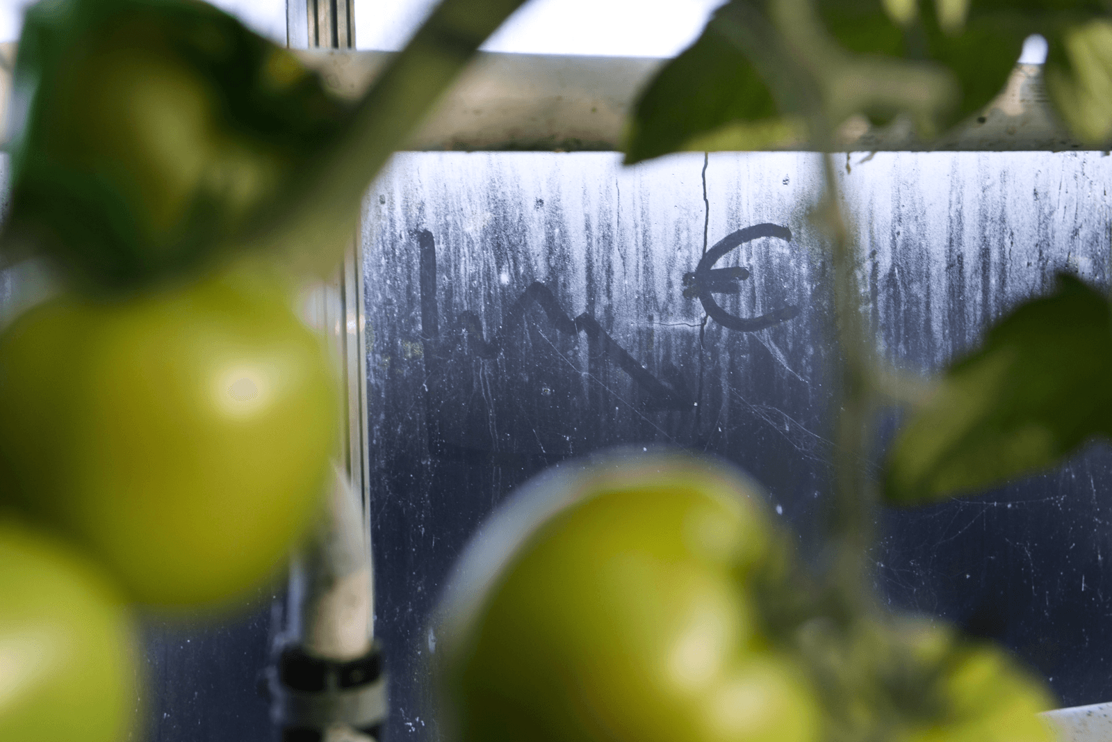 De financiële situatie in de glasgroentesector is niet best. Dat zegt Rabobank. Die bank is bezorgd dat de meevallende resultaten in 2015 het gevoel van urgentie hierover wegdrukken.<br /><em>Foto: Roel Dijkstra</em>