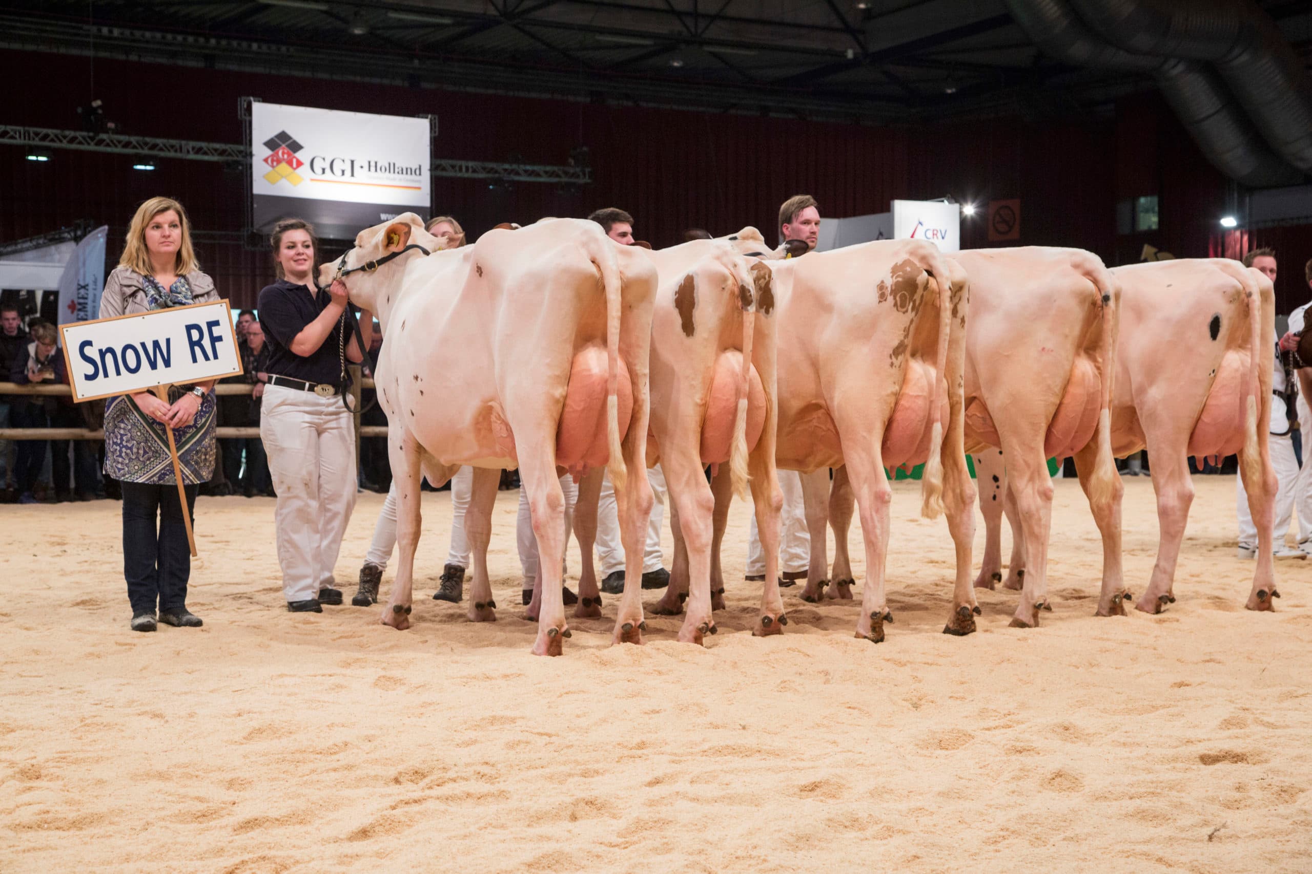 Poppe Snow RF toonde op de HHH-show een groep melkrijke vaarzen. Nu met dochterinformatie scoort Snow een hoge Inet van ¬  457. - Foto: Koos Groenewold