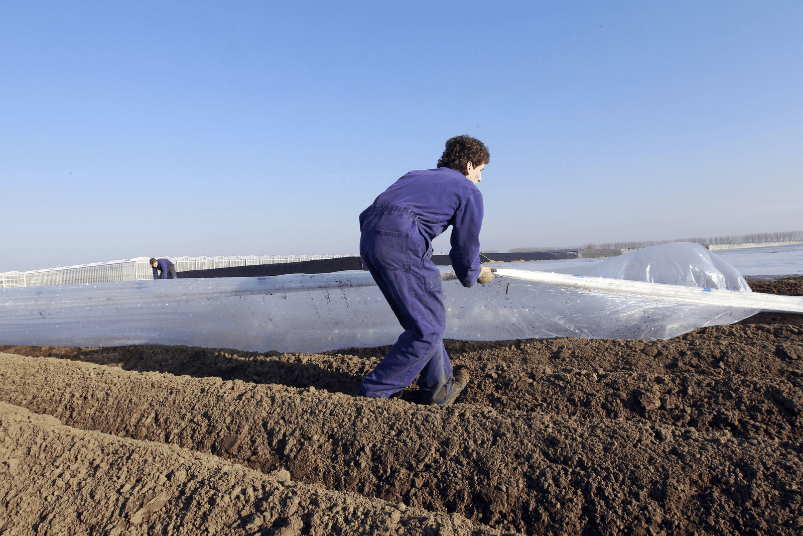 Vroege aardappelen worden direct na het poten afgedekt met plastic, om de groei te bevorderen.<br /><em>Foto: Bert Jansen</em>