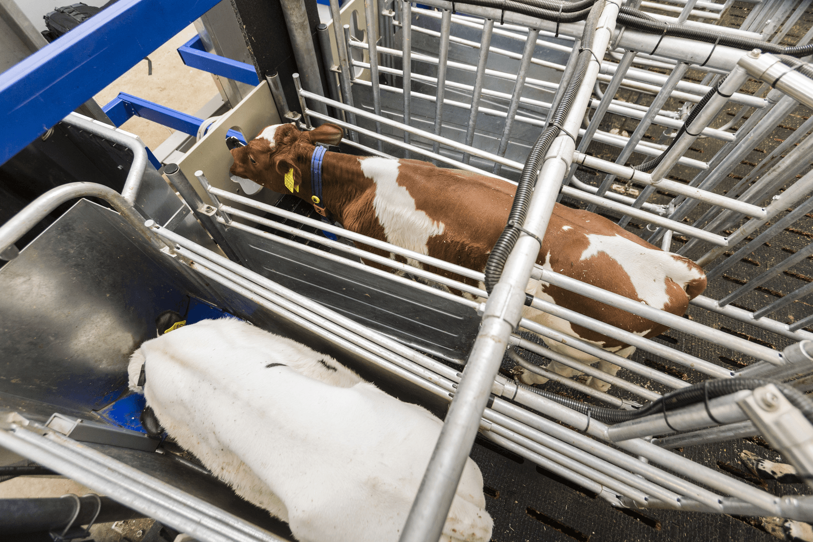 <em>Foto: Trouw Nutrition</em>