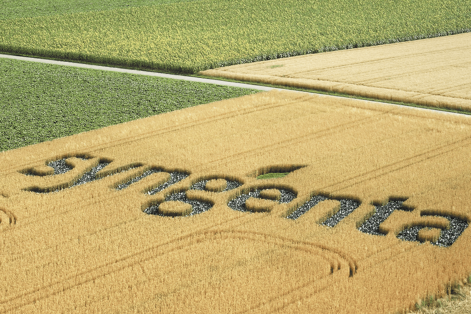 <em>Foto: Syngenta</em>
