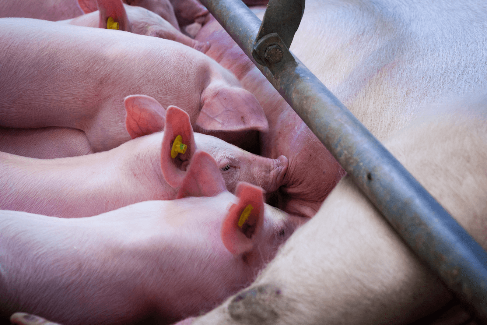 <em>Foto: Joris Telders</em>